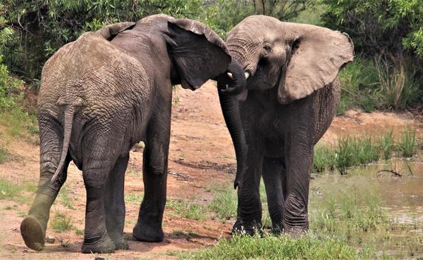 Spiritual Meaning of a Male and Female Elephant