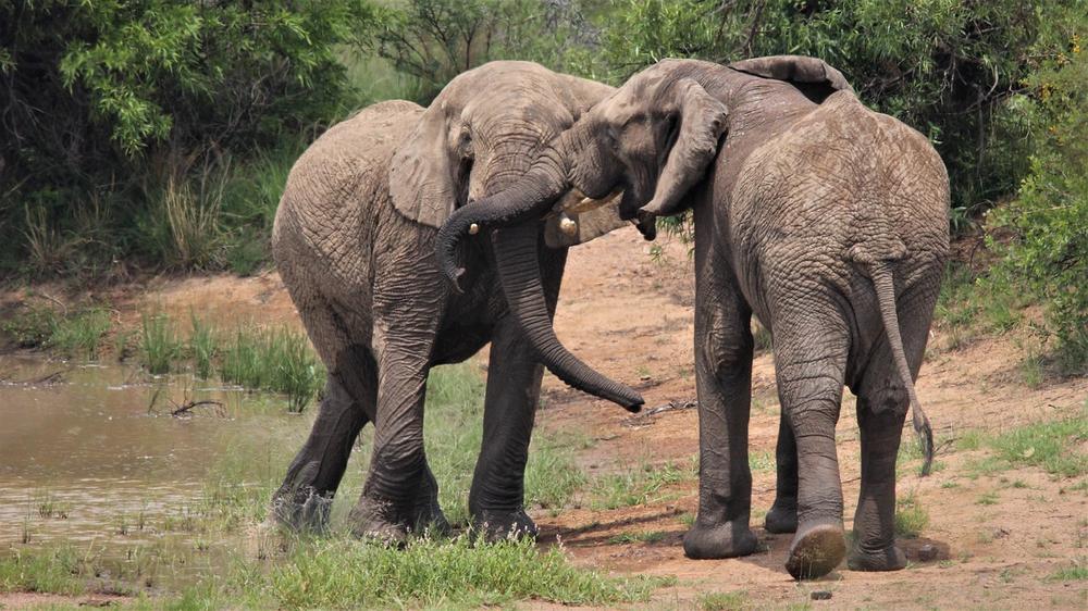 The Spiritual Significance of Male and Female Elephants