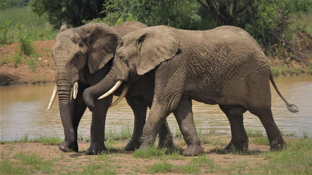 The Spiritual Significance of Male and Female Elephants