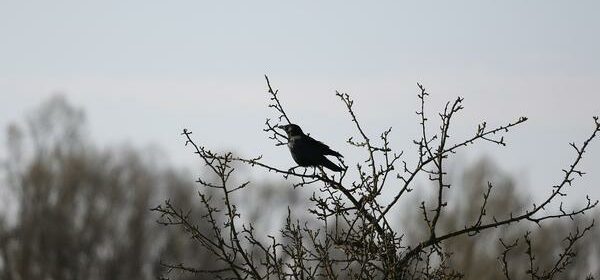 What Is the Spiritual Meaning of Seeing a Raven