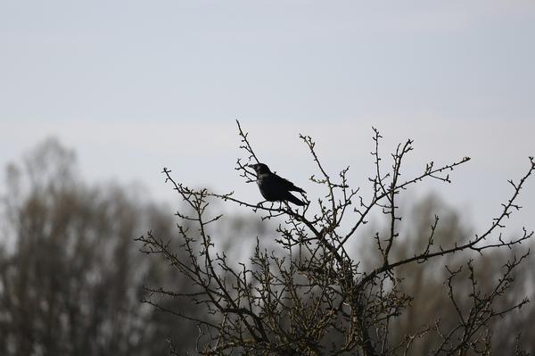 What Is the Spiritual Meaning of Seeing a Raven