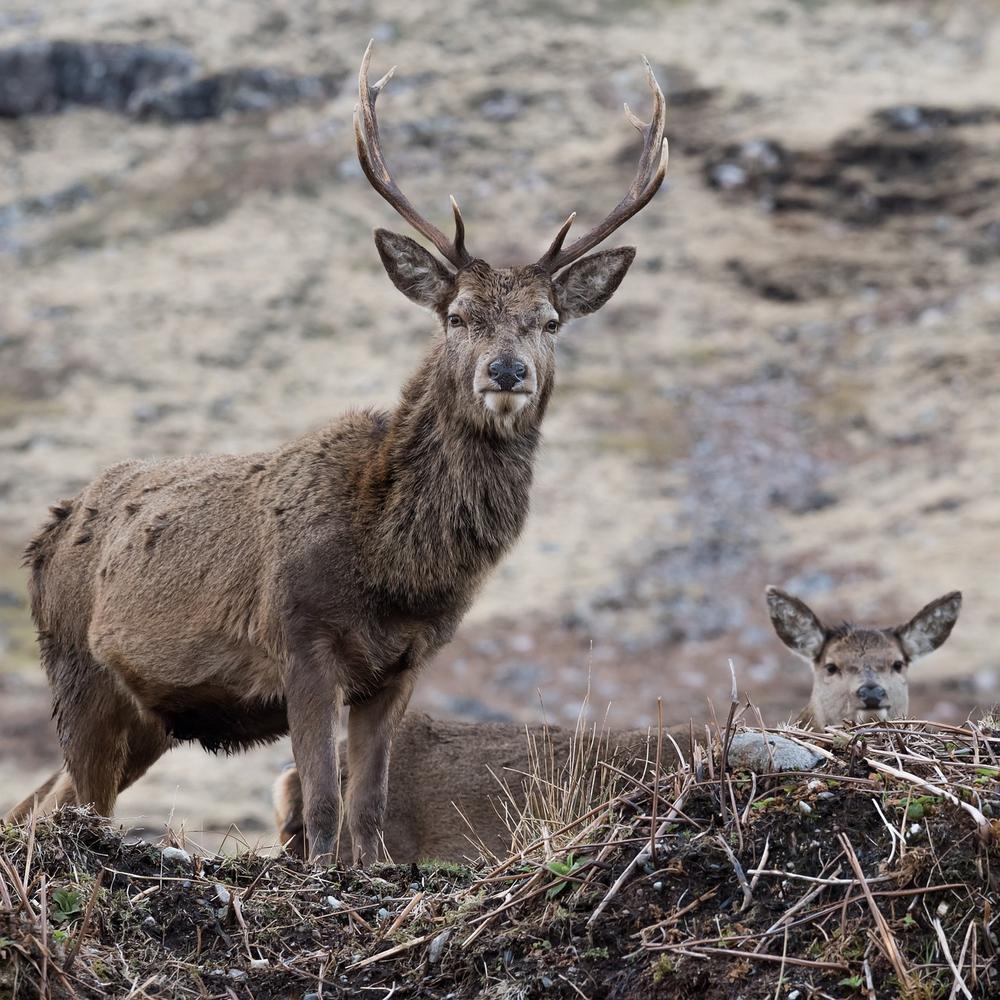 The Symbolic Power and Spiritual Significance of Stag Antlers