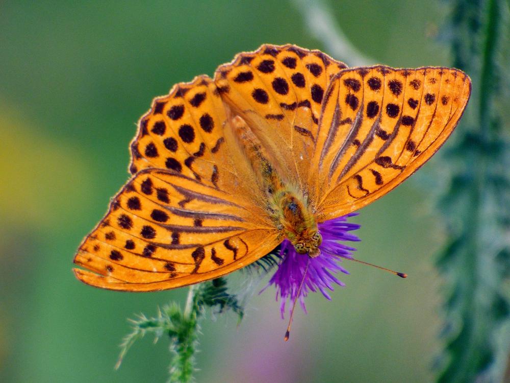 Unveiling the Profound Symbolism of a Red Butterfly