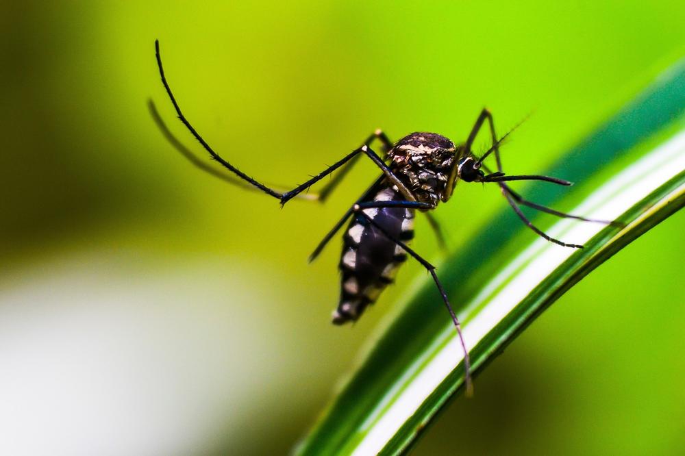 Mosquitoes as Spiritual Teachers