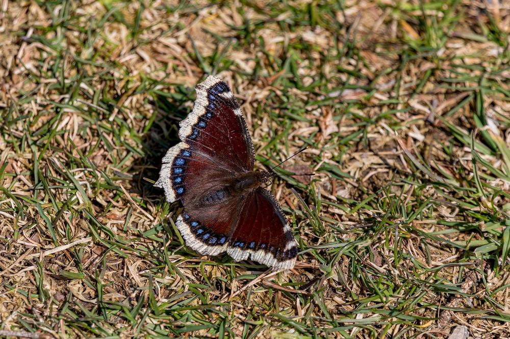 Interpretations and Spiritual Lessons From the Mourning Cloak Butterfly