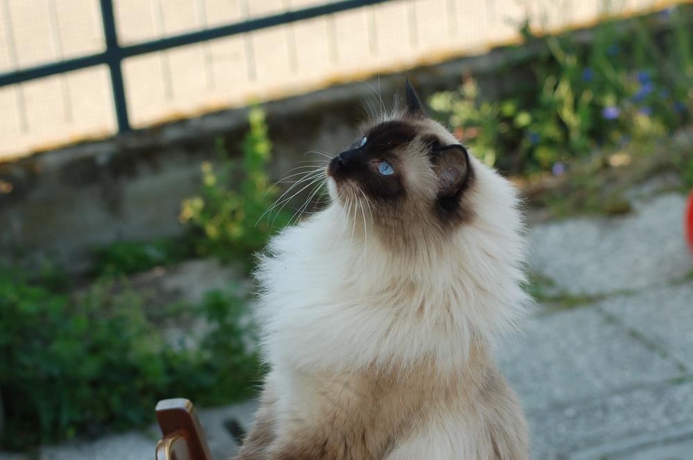 Ragdoll Cat as a Spiritual Guardian