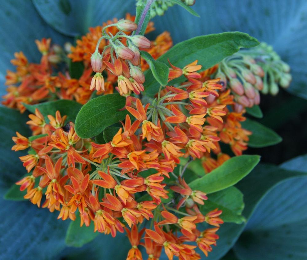 The Transformative Power of Milkweed in Spiritual Practices