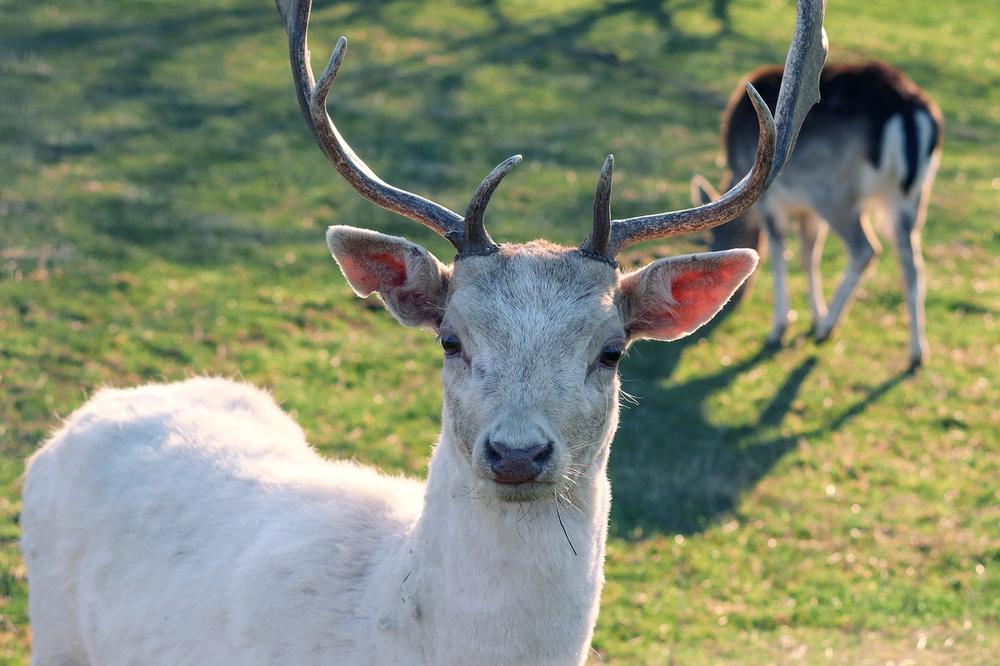The Spiritual Significance of White Deer