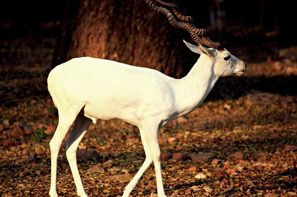 The White Deer as a Spirit Animal