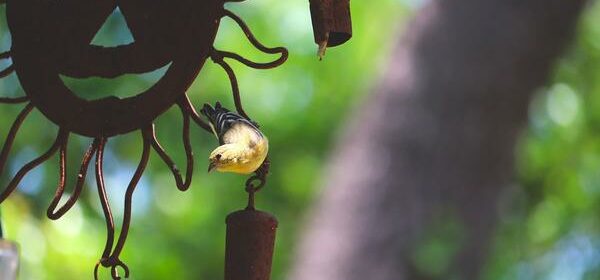 What Is the Spiritual Meaning of a Yellow Finch