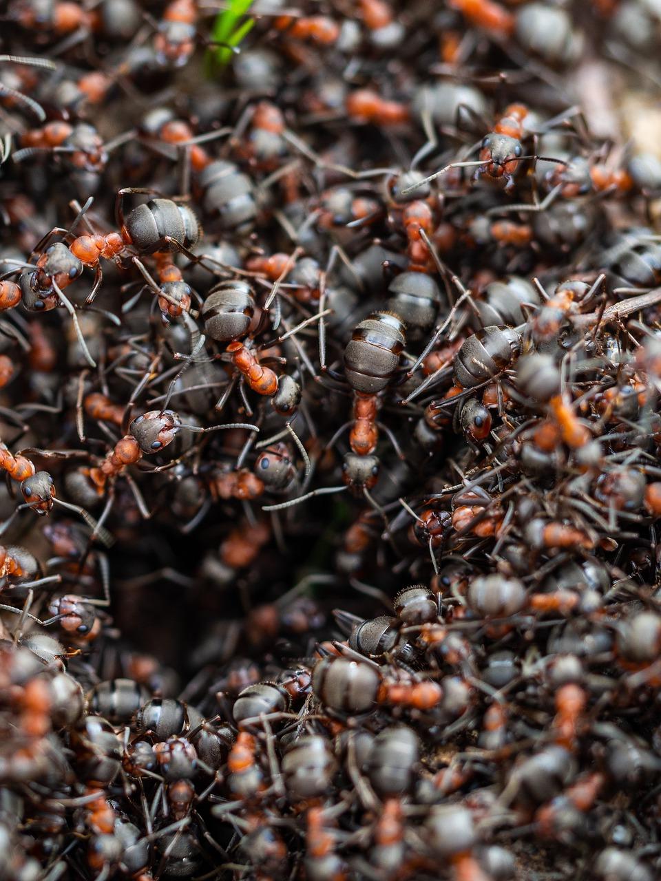 The Symbolic Meaning Behind Ants Collaboratively Building in Dreams