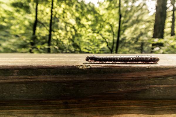 What Is the Spiritual Meaning of Centipede
