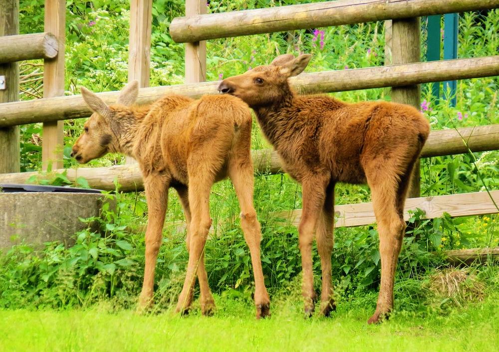 Guidance From Mom and Baby Deer: A Spiritual Perspective