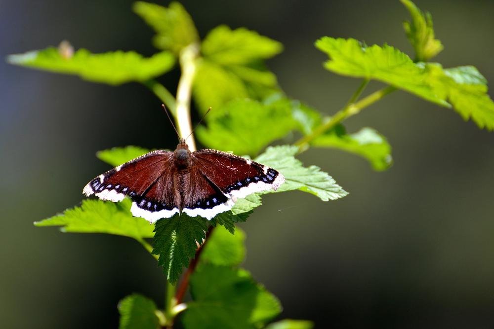 Unveiling the Spiritual Essence of the Mourning Cloak Butterfly