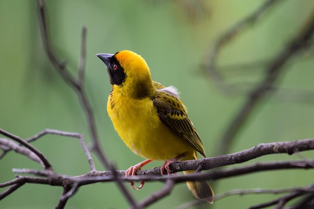 The Meaning of Yellow Birds in Dreams