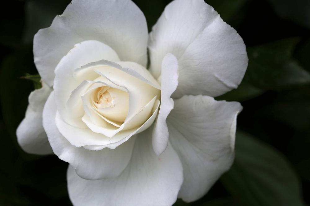Symbolism of White Roses in Different Cultures
