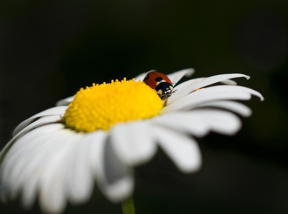 Ladybugs as Harbingers of Resilience and Joy