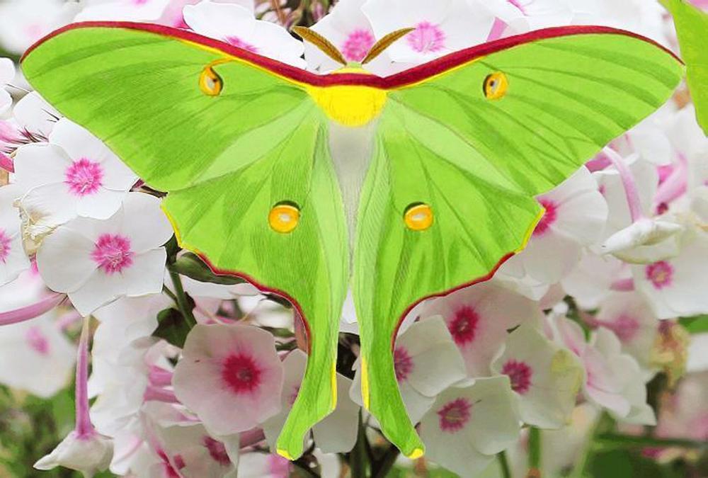 Symbolism and Spiritual Significance of the Luna Moth