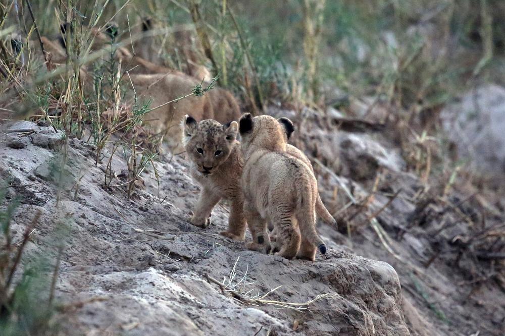 Lion Cubs as Spirit Animals