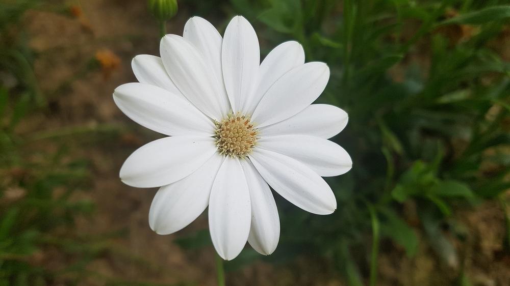 What White Flowers Symbolize?
