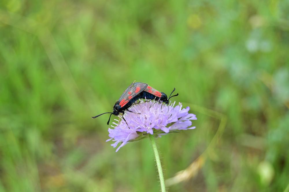 What Does a Red Spotted Purple Butterfly Symbolize?