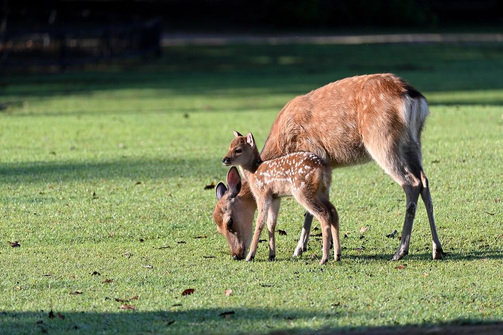 Understanding the Spiritual Significance of Mom and Baby Deer Bond
