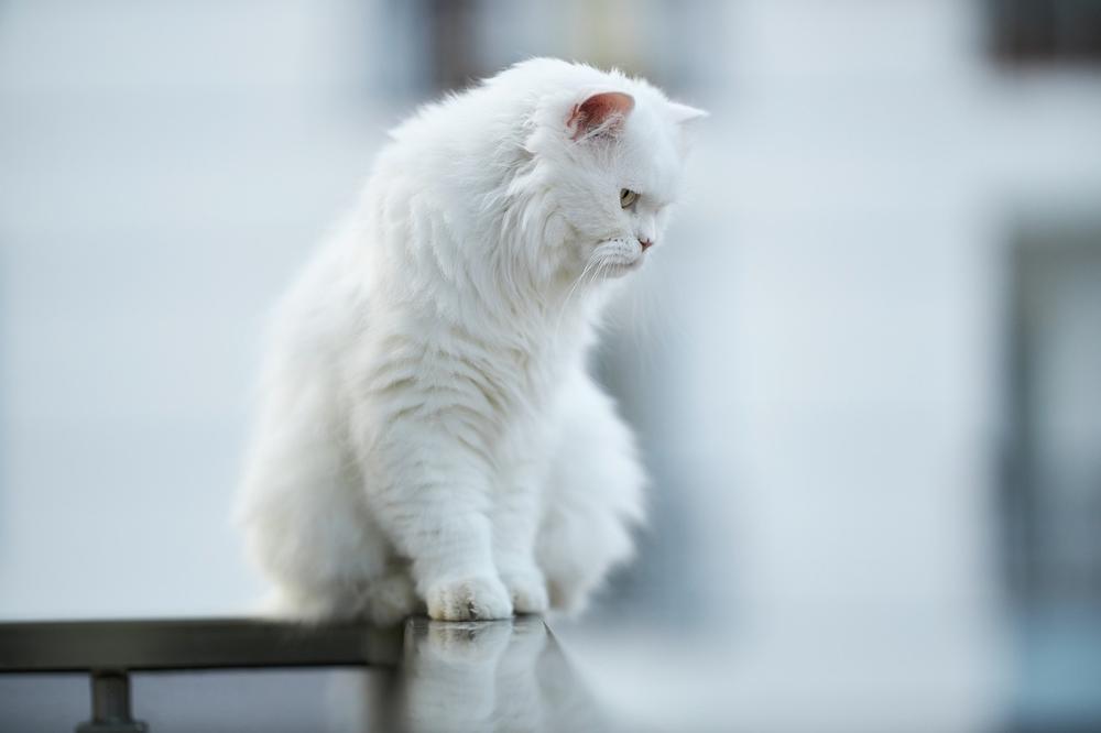 What Is the Spiritual Meaning of a White Cat?