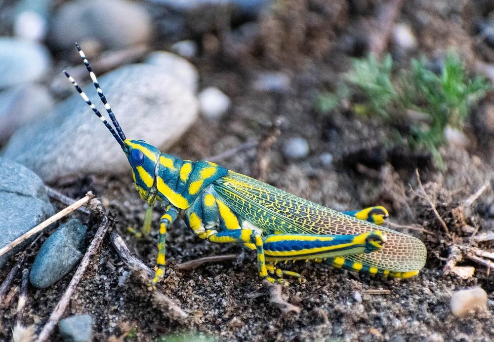 The Symbolic Significance of Locusts in Spiritual Context