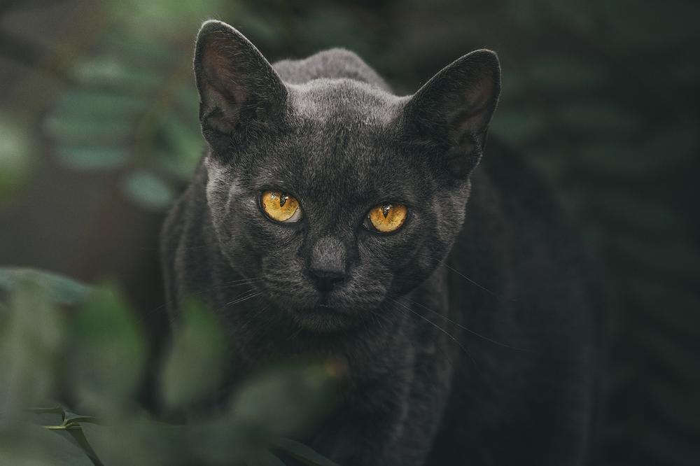 Cat Eyes as Symbols of Awareness