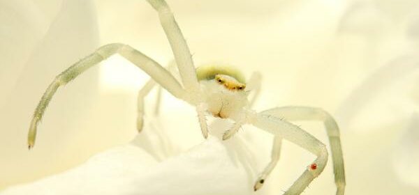 What Is the Spiritual Meaning of a White Spider