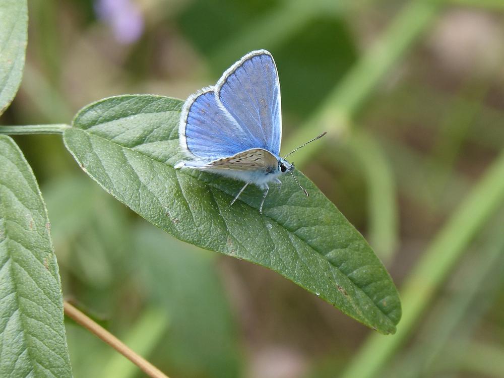 The Transformative Power of the Lotus Blue Butterfly