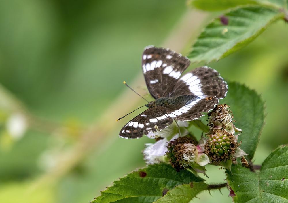 Symbolic Meanings and Spiritual Connections of the White Admiral Butterfly