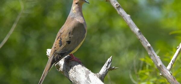 What Is the Spiritual Meaning of a Mourning Dove