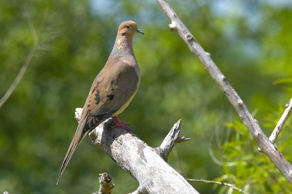 What Is the Spiritual Meaning of a Mourning Dove