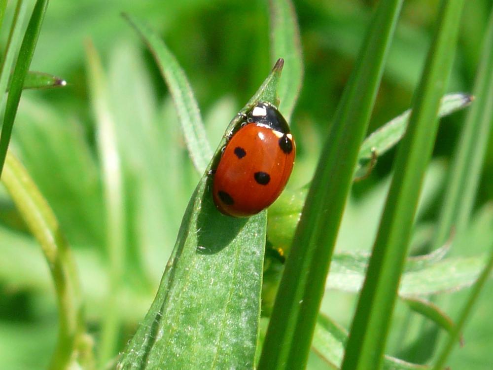 Ladybug Symbolism and Meaning