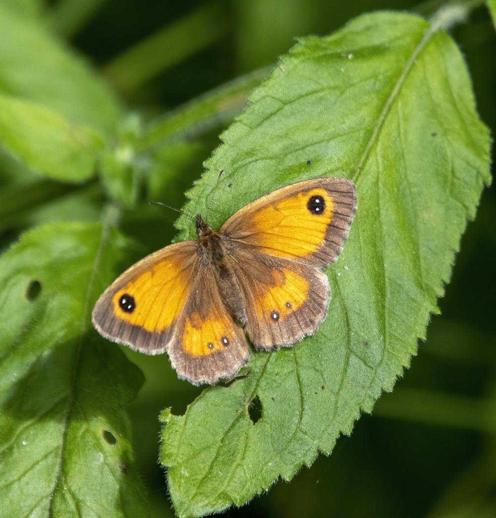 Gatekeeper Butterfly as a Messenger From the Divine