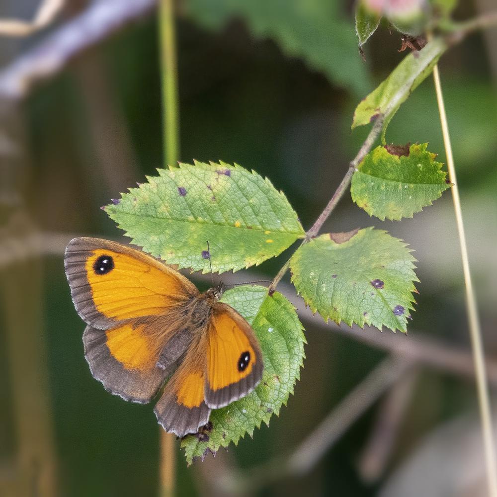 The Mystical Origins of the Gatekeeper Butterfly