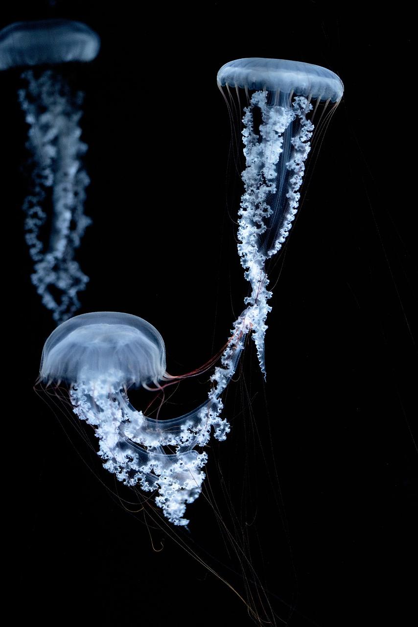 The Wisdom of Jellyfish: Trusting Instincts and Embracing Change