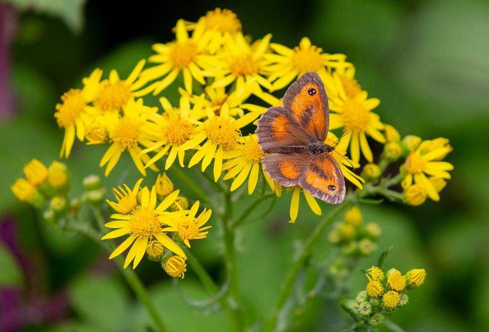 Harnessing the Energy of the Gatekeeper Butterfly