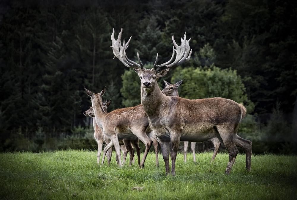 Deer Antler Spiritual Meaning (Growth and Renewal!)