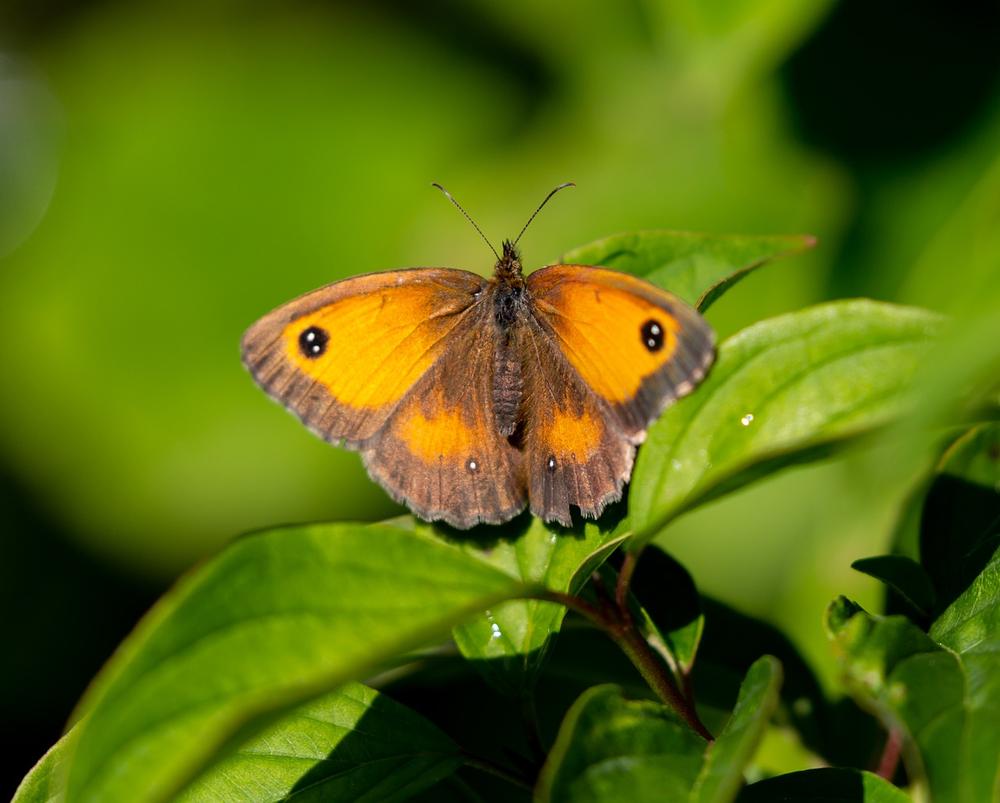 Understanding the Spiritual Symbolism of the Gatekeeper Butterfly