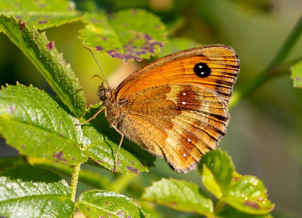 Gatekeeper Butterfly: Nurturing Your Spiritual Journey