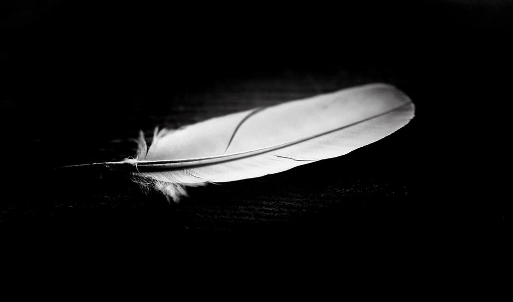 The Profound Significance of Black Feathers in Transformation and Rebirth