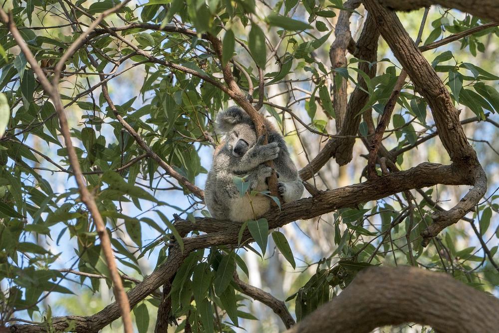 Koala Bears as Guardians of Nature’s Wisdom