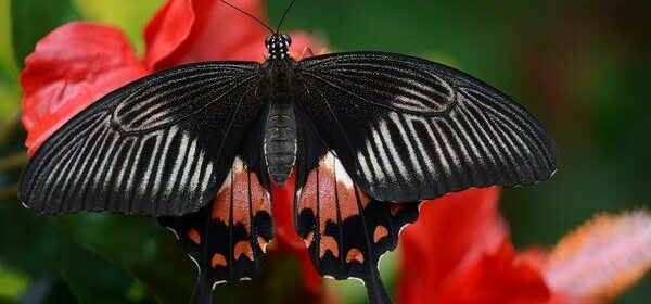 Red and Black Butterfly Spiritual Meaning
