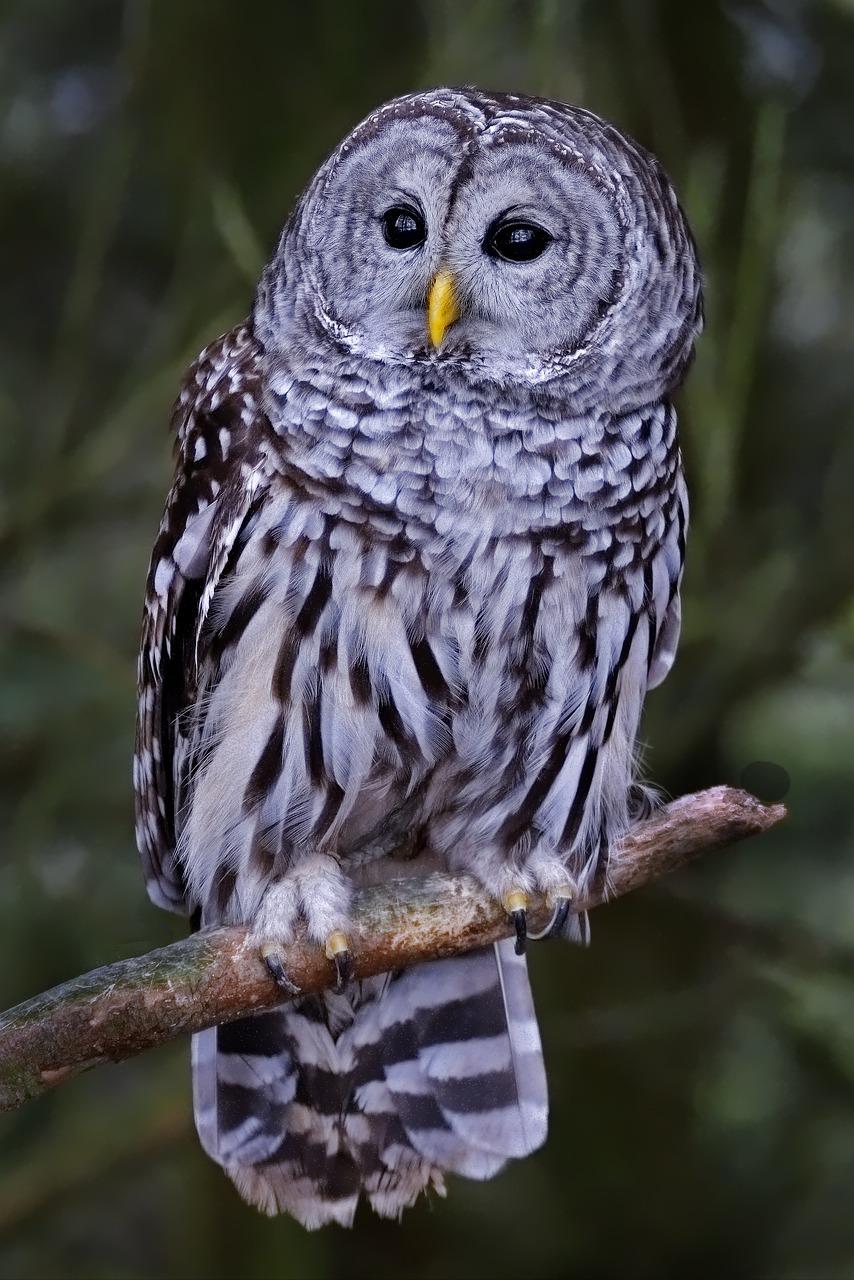 Barred Owl as a Spirit Animal