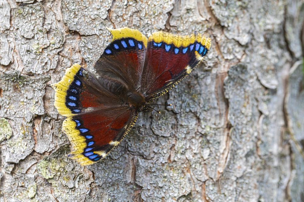 Interpretations and Spiritual Lessons From the Mourning Cloak Butterfly