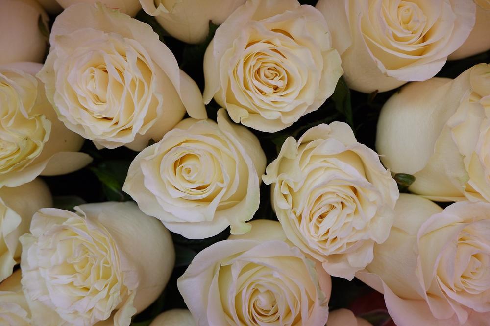 White Roses in Dreams and Symbolic Interpretations