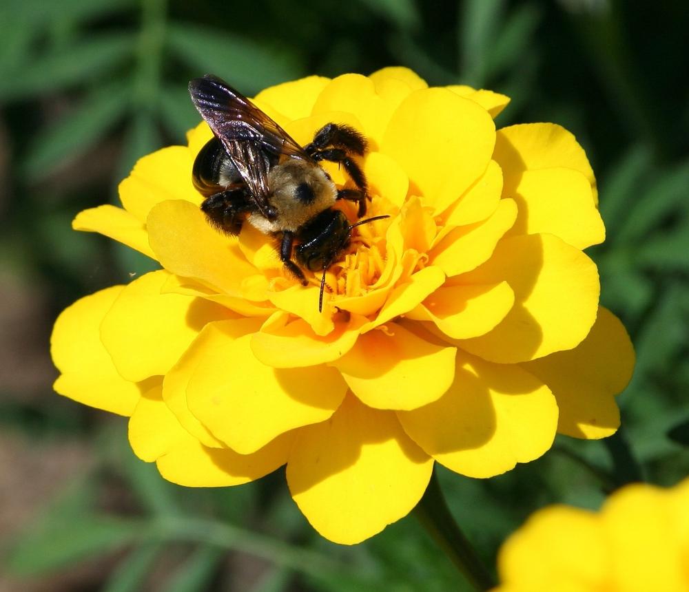 Embracing Adversity: Transforming Bee Sting Experiences