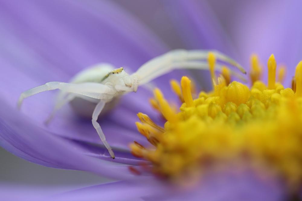 The Symbolic Significance of White Spiders